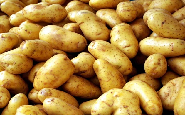 اصناف البطاطس المسجلة 
